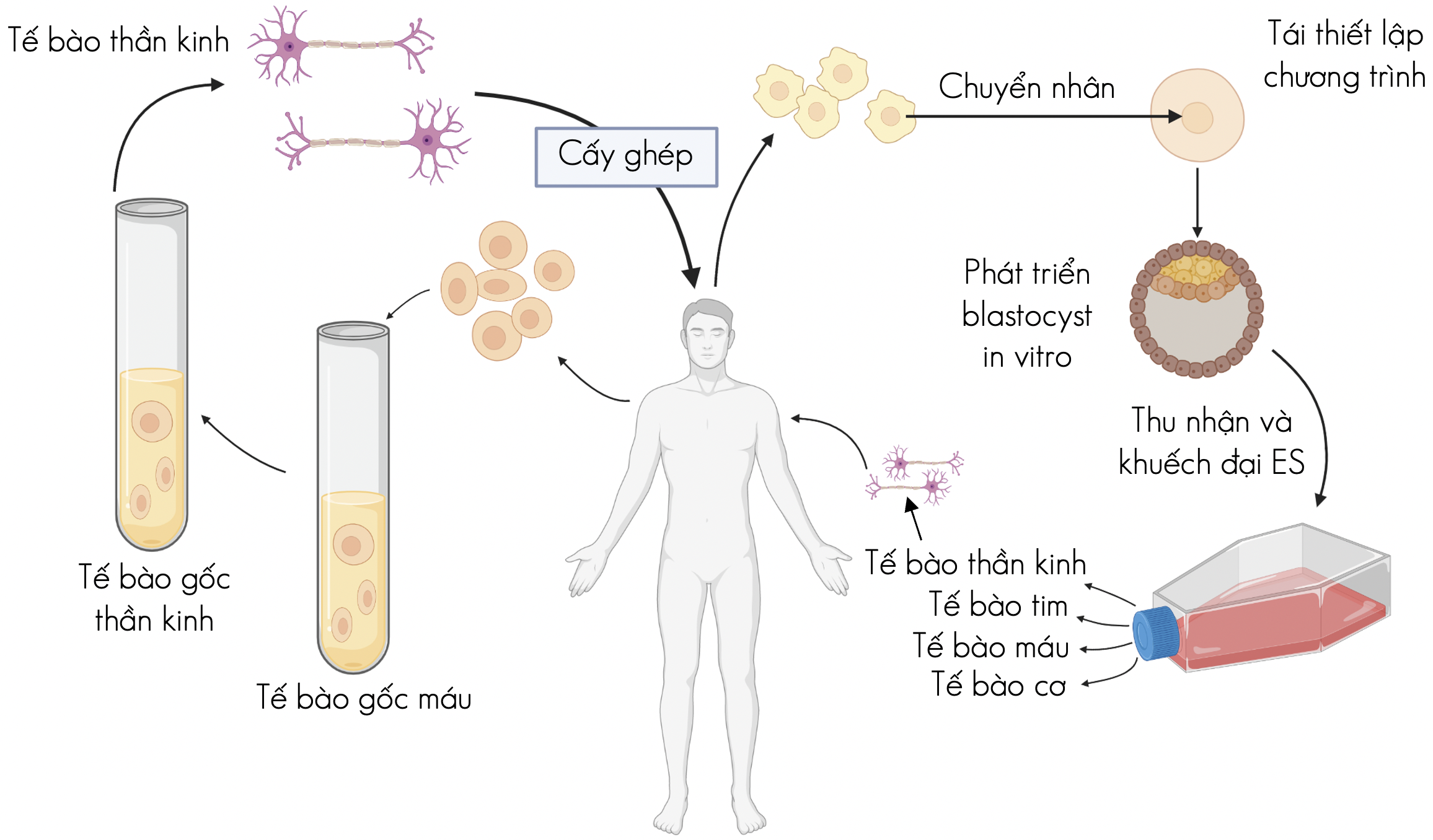 tế bào gốc ES olm